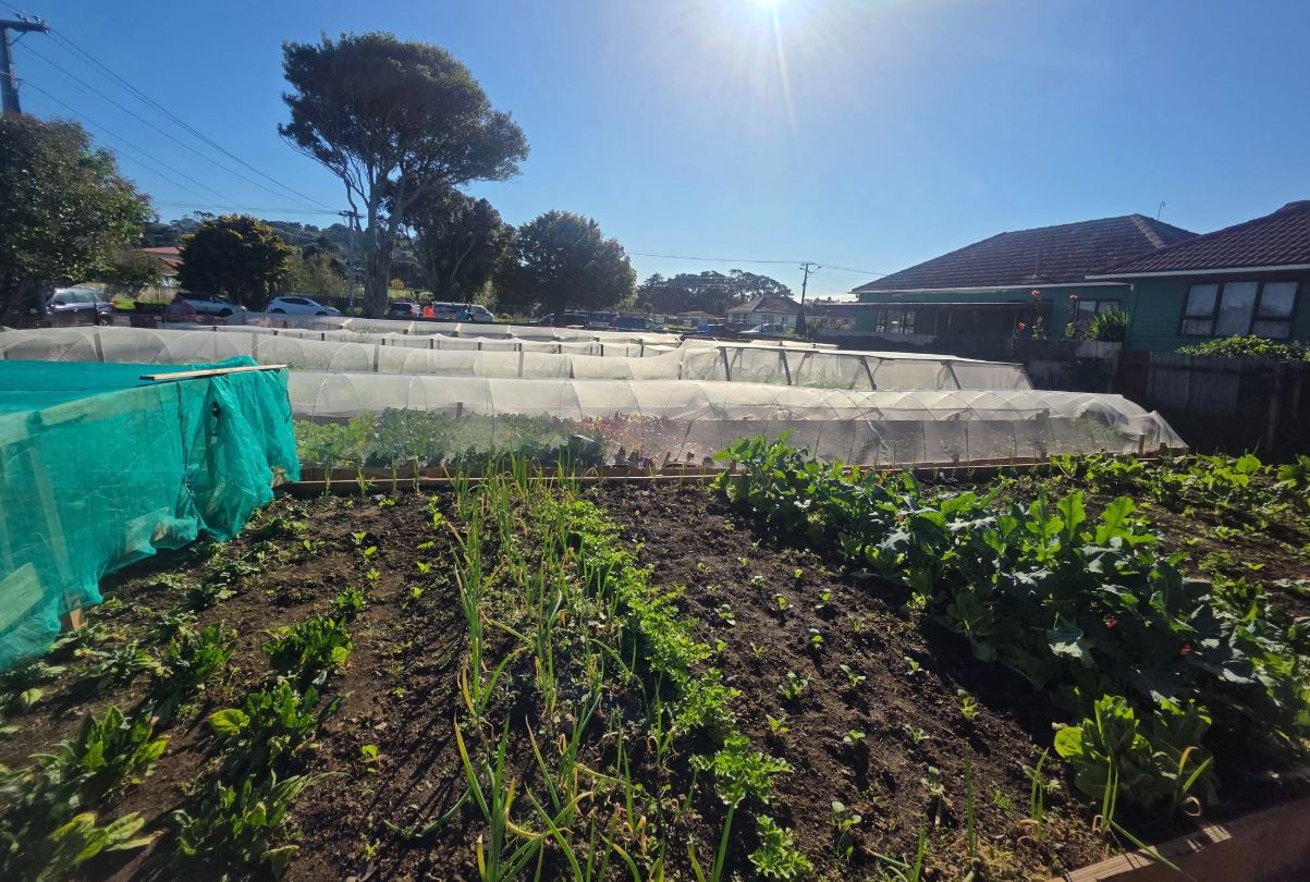 A community garden. 