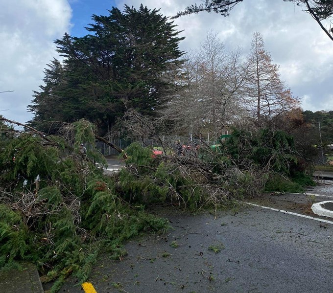Godley Road, Titirangi tree damage