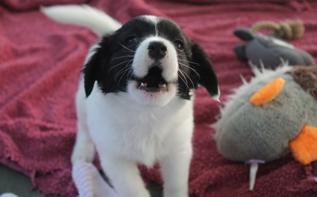 Pikachu (ON HOLD) tile image