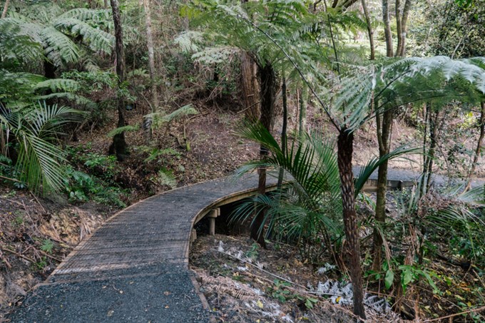 On track to keep kauri safe in Eskdale Reserve3