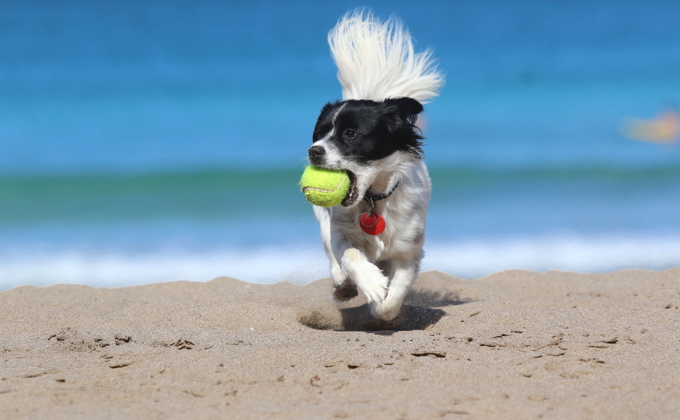 Wee Suzy gets her forever home