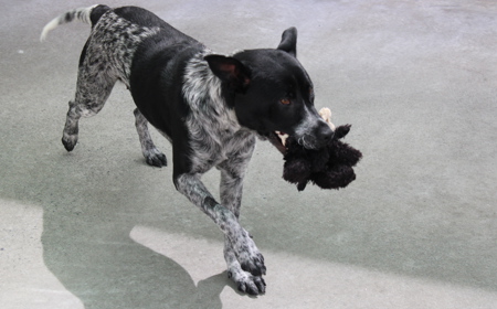 Platypus (ON HOLD) tile image