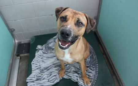 Rudolph (ADOPTED) tile image