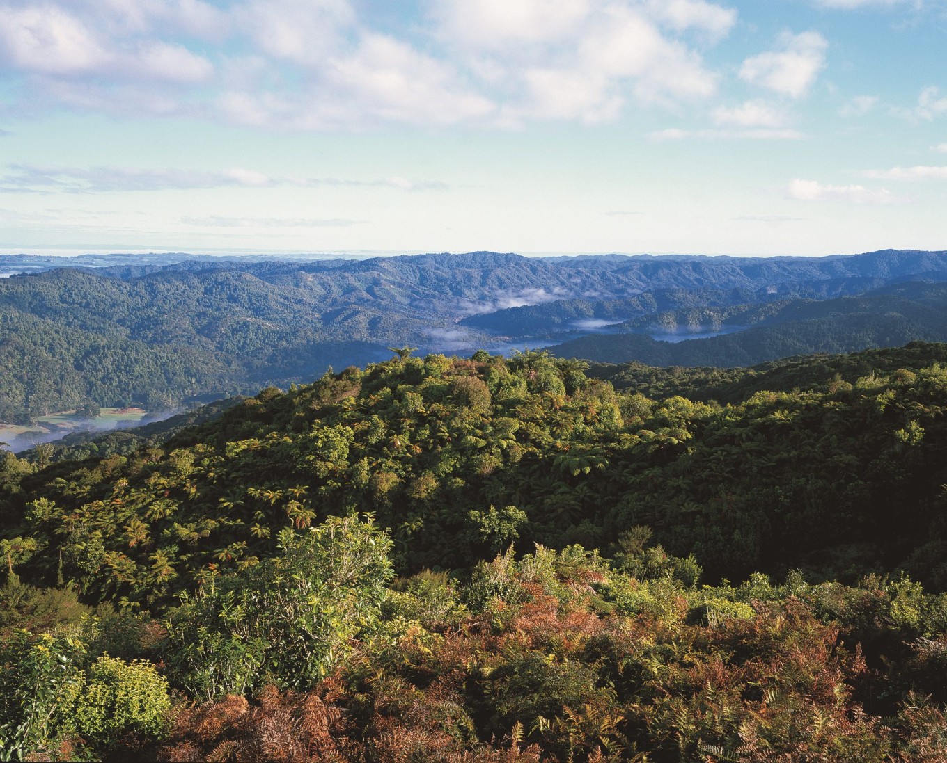 Te Ngāherehere o Kohukohunui / Hūnua Ranges pest control delivers outstanding gains for native wildlife
