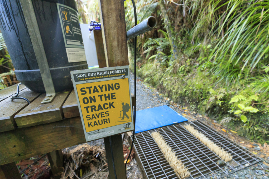 Kauri dieback