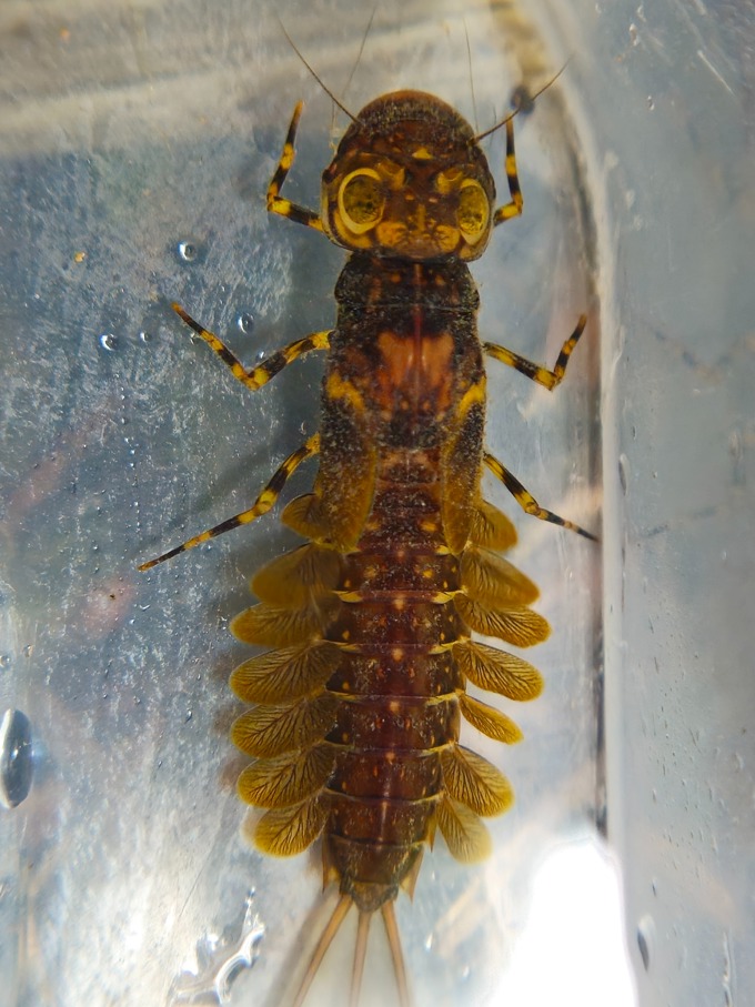 Te Ora I Roto I To Tatou Awa – Discovering Freshwater Macroinvertebrates