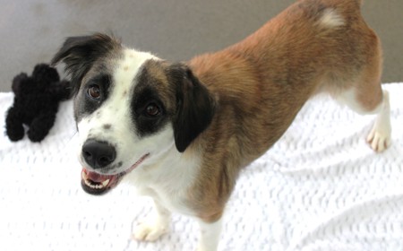 Perendale tile image