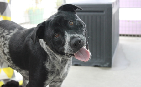 Platypus (ON HOLD) tile image