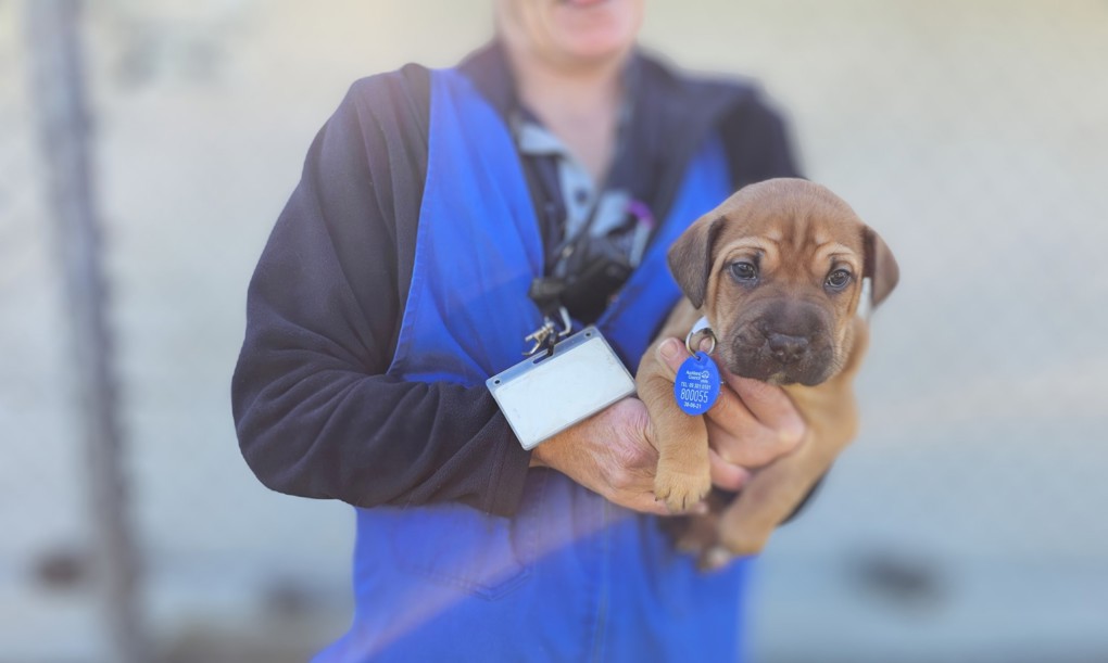 Shelter Staff And Puppy OA