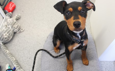 Aries (ON HOLD) tile image