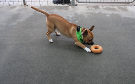 Pāeroa (ON HOLD) tile image