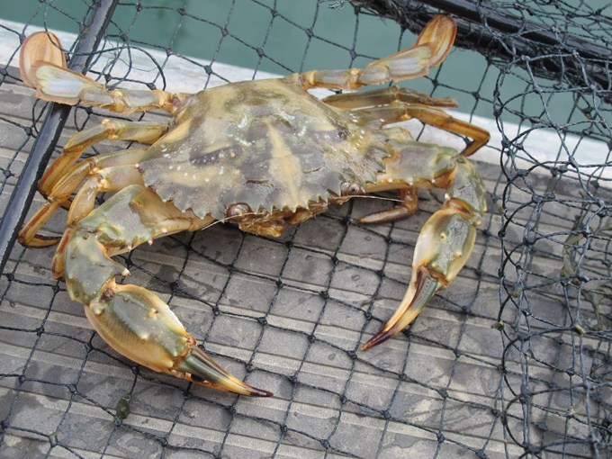 Te Kura O Okiwi to take action on Aotea’s Asian paddle crab threat