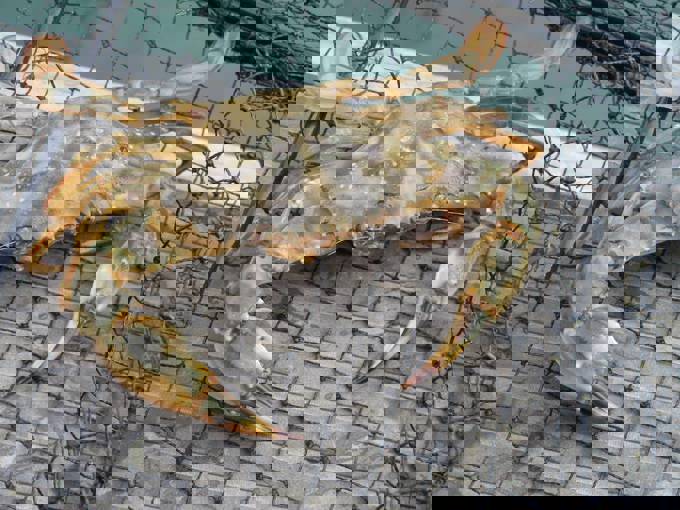 Te Kura O Okiwi to take action on Aotea’s Asian paddle crab threat