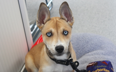 Te Waihou (ON HOLD) tile image