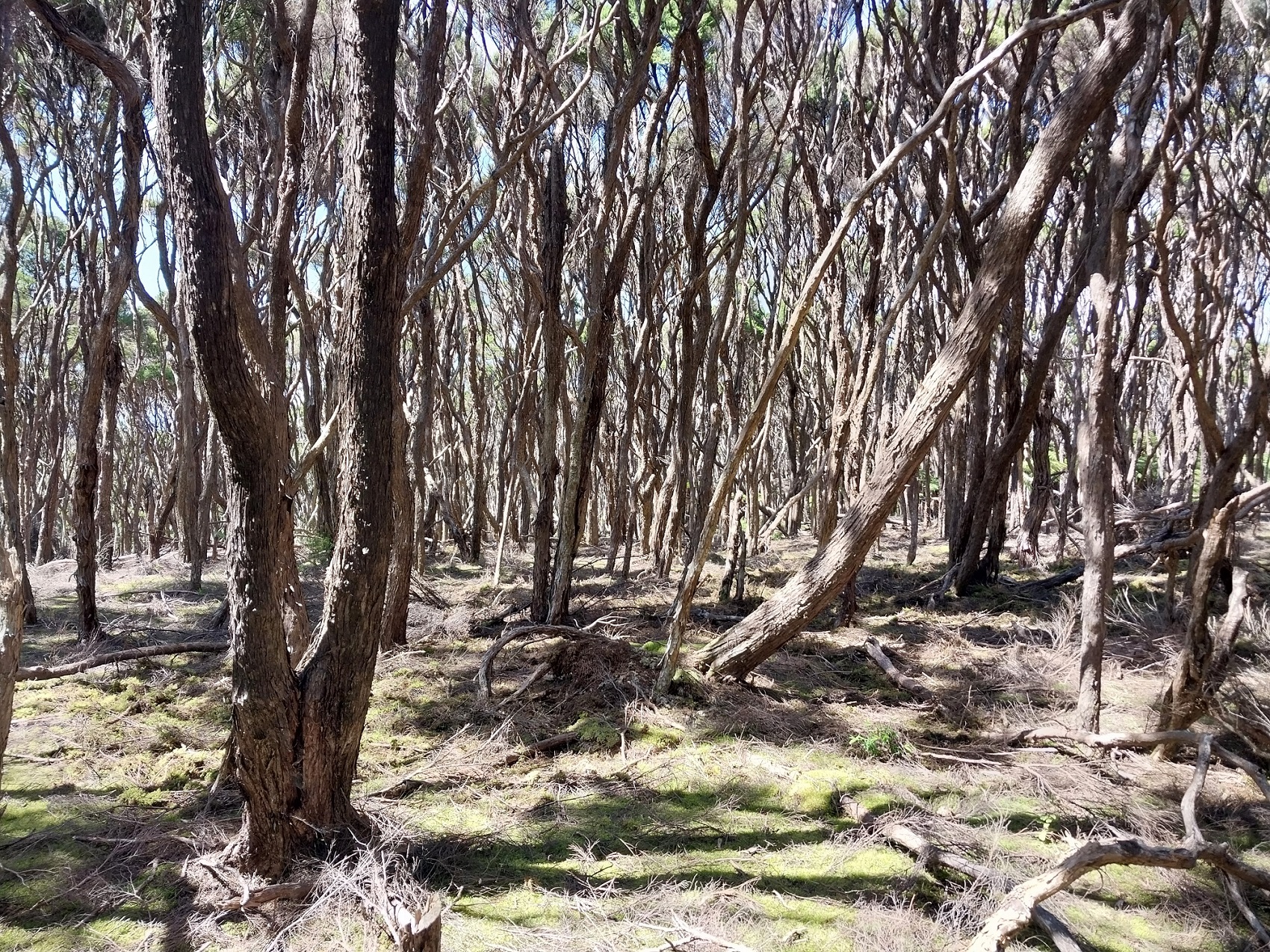 Trees without leaves.