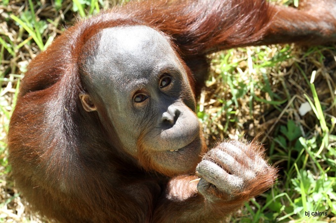Zoo orangutans leave for the US
