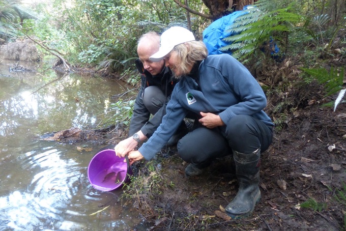 Mayoral Conservation Awards_Release of Giant Kokopu.jpg