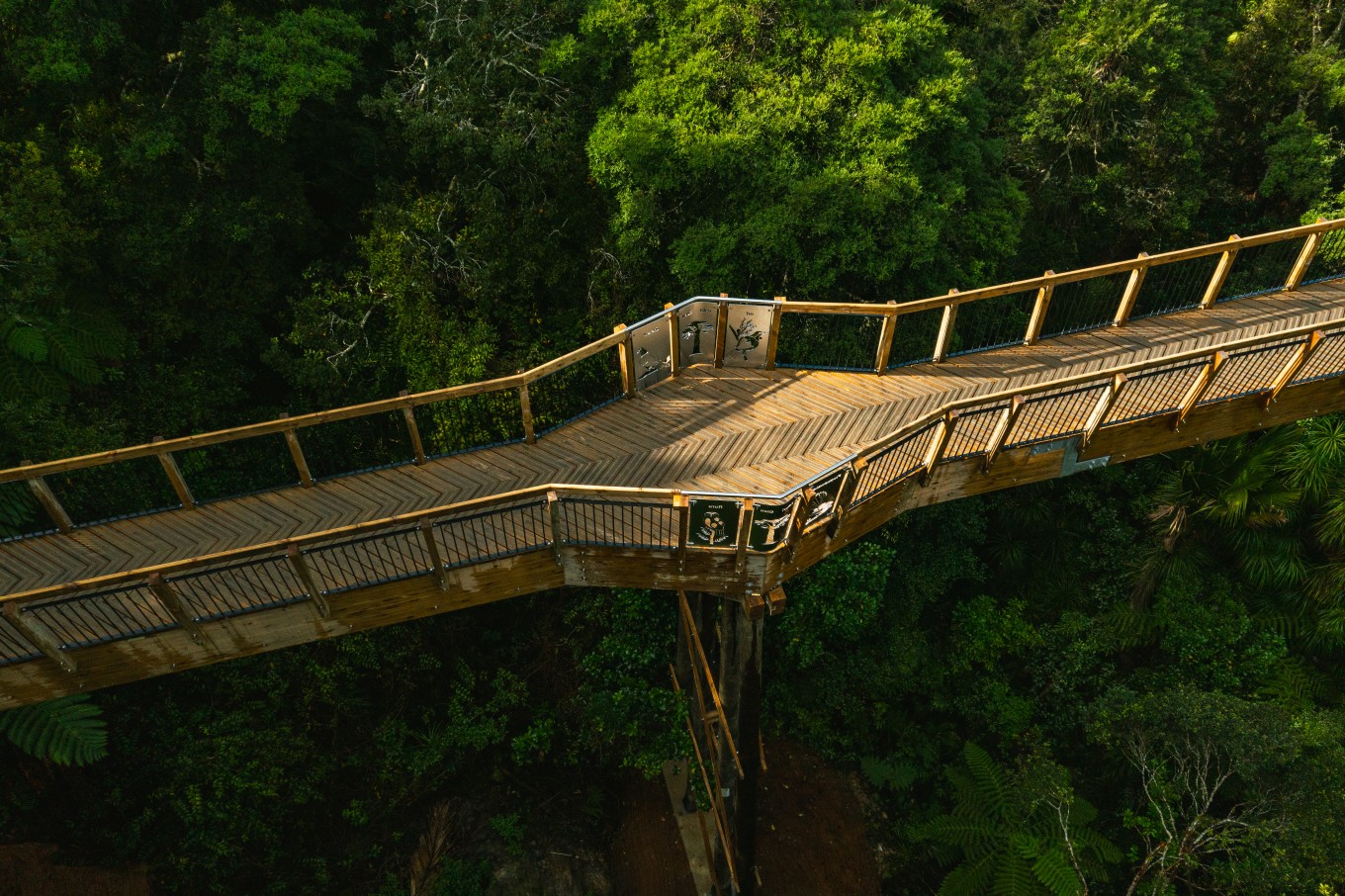 A boardwalk in the trees. 