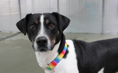 Taurus (ADOPTED) tile image