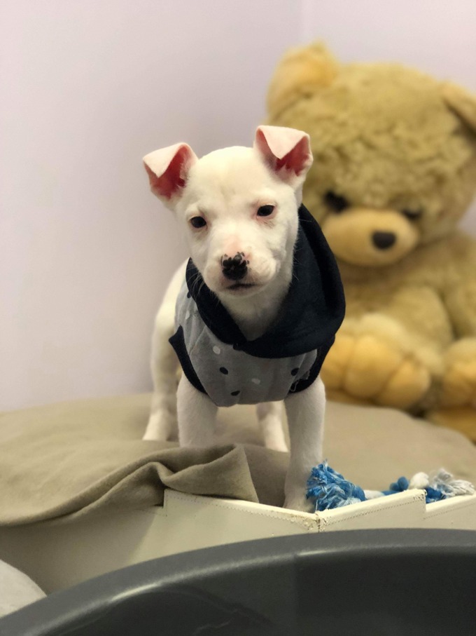 From stray to supermodel (4)