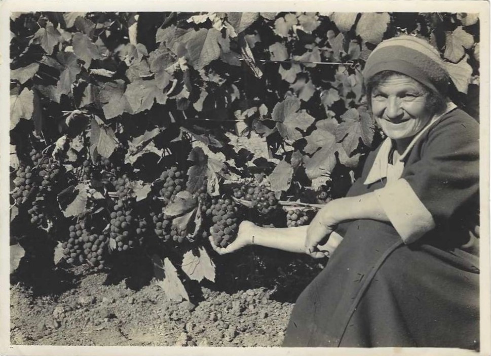 Najibie Corban in the vineyard.