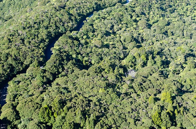 Kauri dieback aerial survey for Waiheke