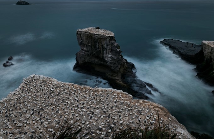 Appeal for witnesses following cruel slaughter of gannets at famous Muriwai bird colony