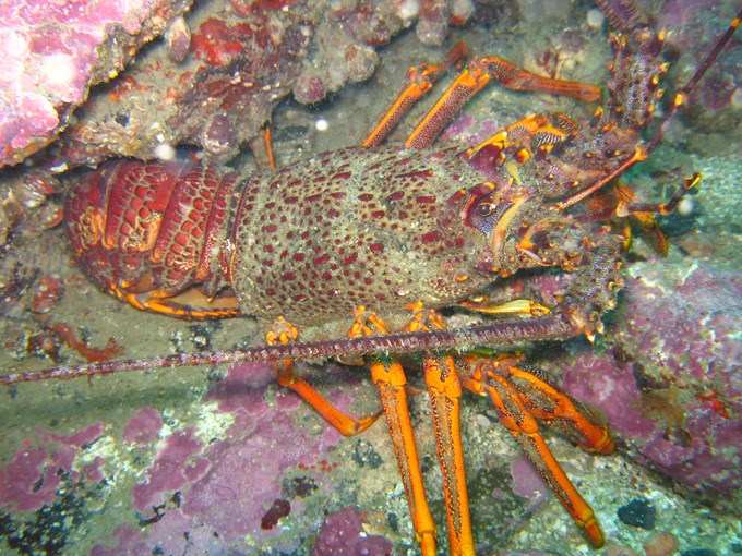 Crayfish numbers reach record lows