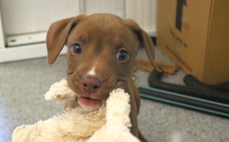 Disco (ON HOLD) tile image