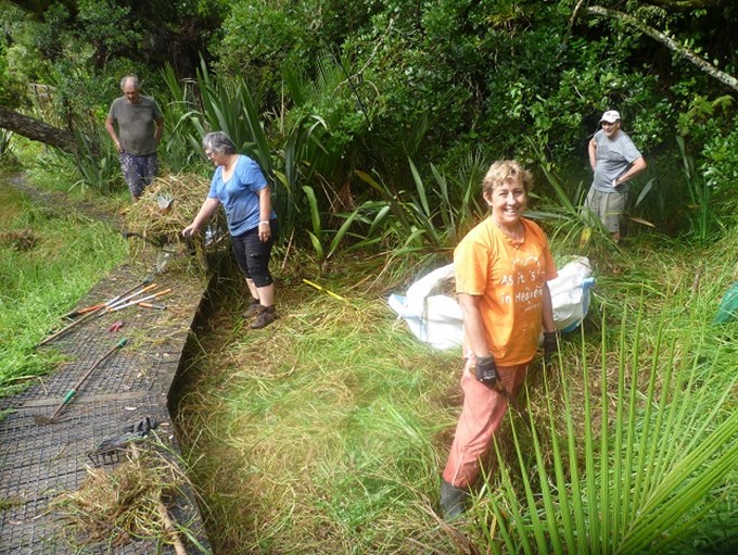 New track protects Kauri roots (1)