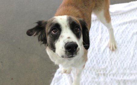 Perendale tile image