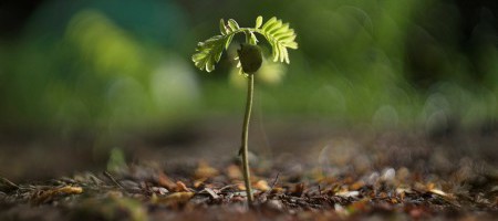 Medium Res Seedlingphoto