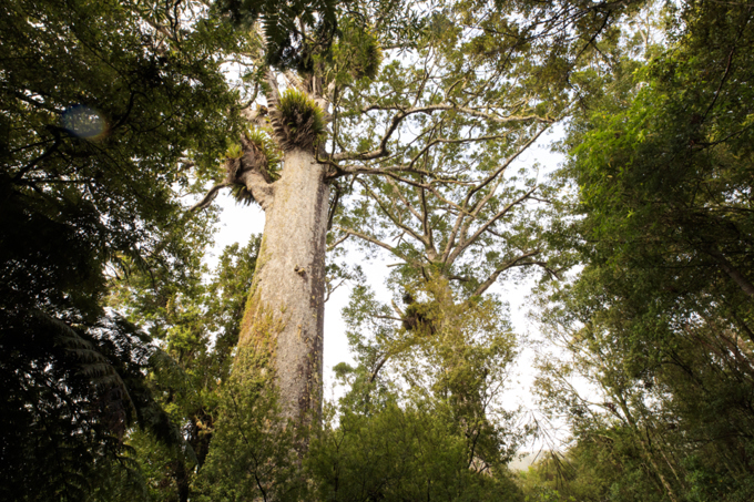 Phosphite treatment to begin in Waitakere Ranges