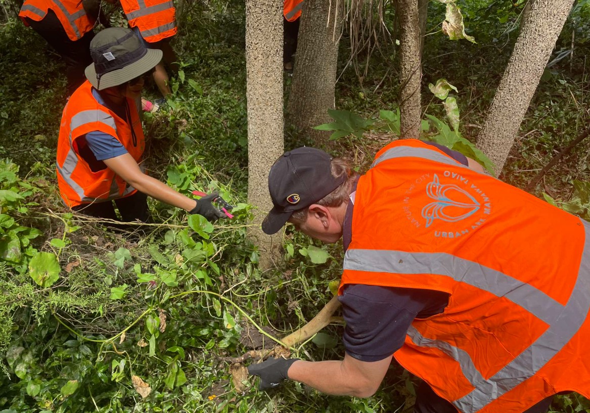 Volunteers weeding in the bush. 