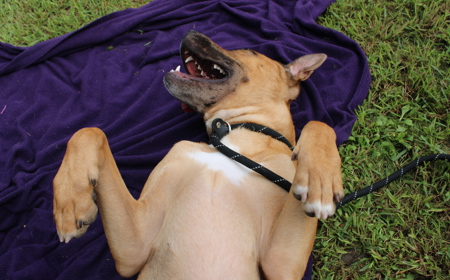 Rudolph (ADOPTED) tile image