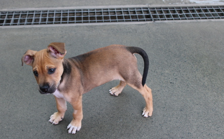 Spiderman (ADOPTED) tile image