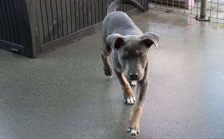 Tongariro (ON HOLD) tile image