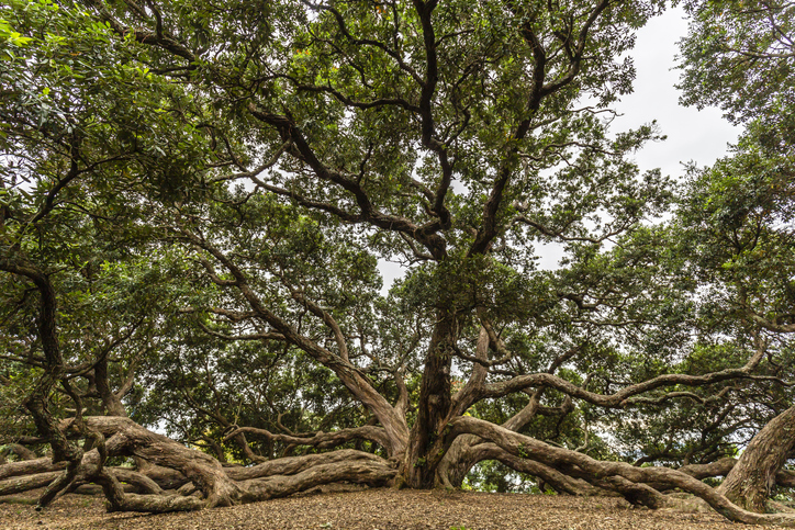 A Pōhutukawa in Dove Myer Robinson Park