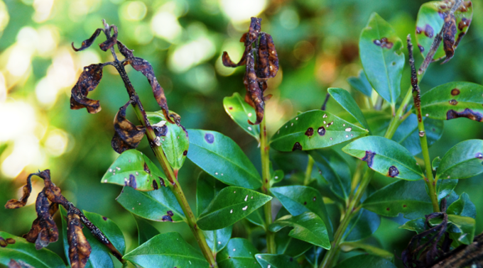 The fight to save our forests