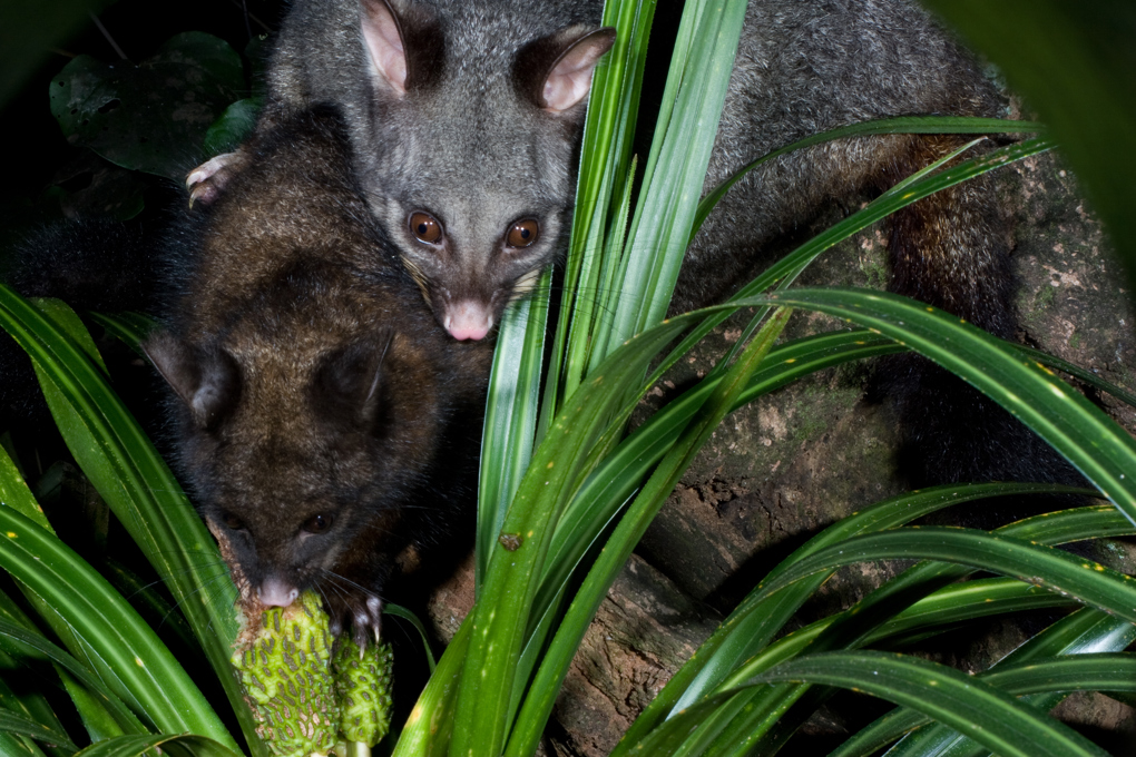 Possum -