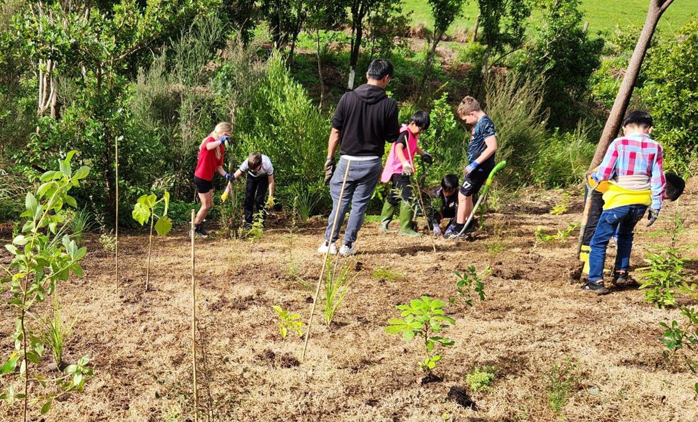 Grab a spade: Winter planting season kicks off across Upper Harbour