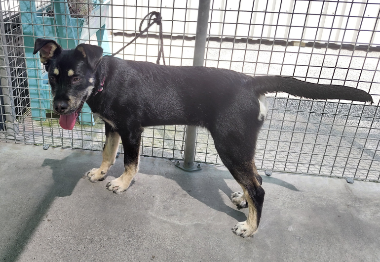 Dog Tile Image Vixen 2 770X530