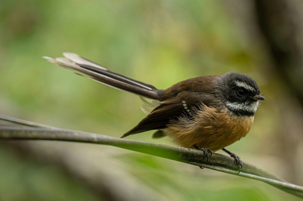 Piwakawaka NZ Fantail