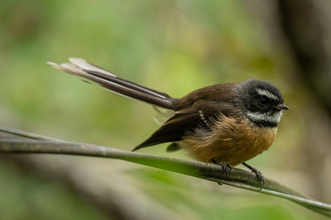 Piwakawaka NZ Fantail