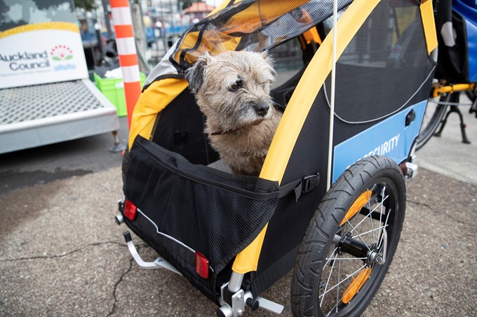 Canine champions take chauffeured commute