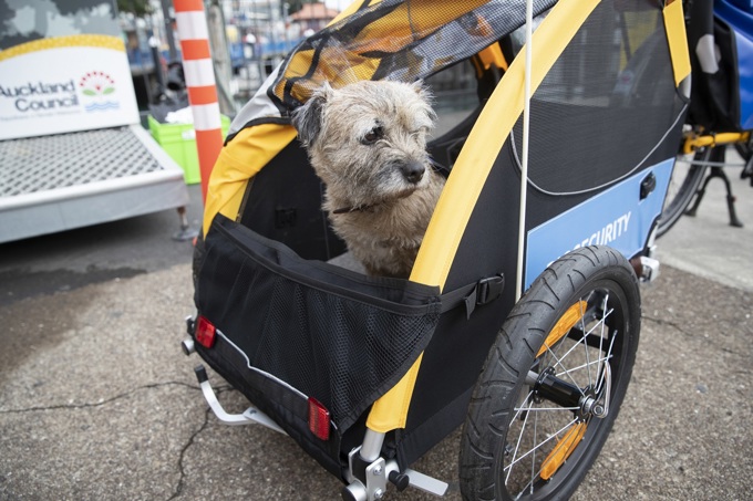 Canine champions take chauffeured commute