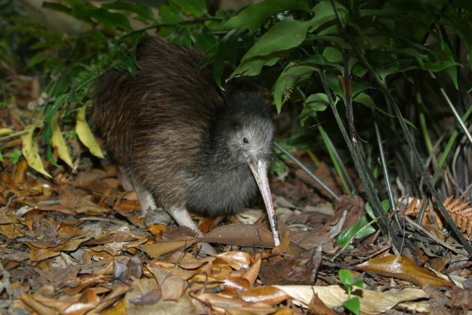 Ngā kiwi o Kohukohunui – Returning kiwi to the Hunua Ranges
