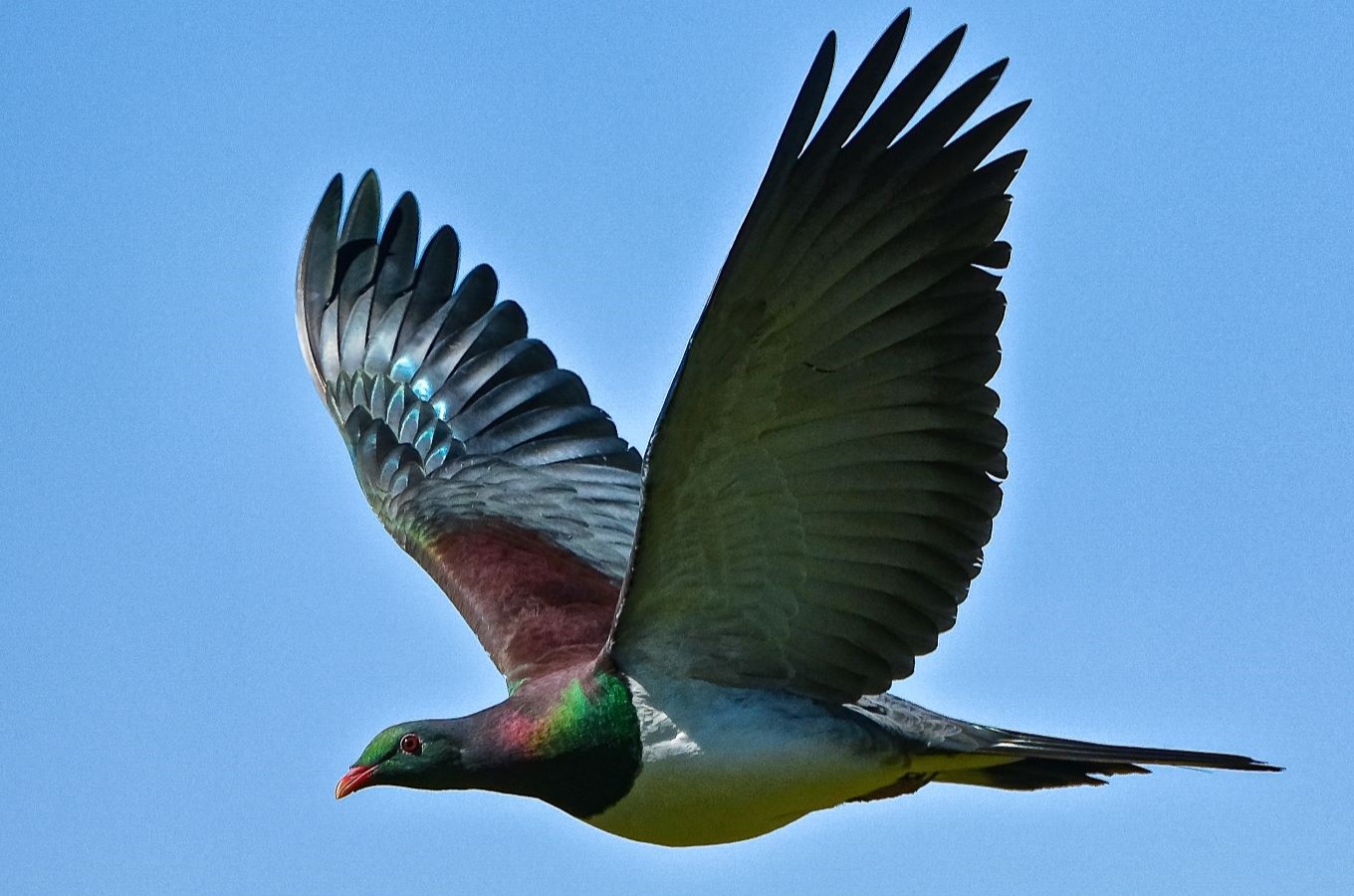 Kererū in flight. Credit: Greg Lokes