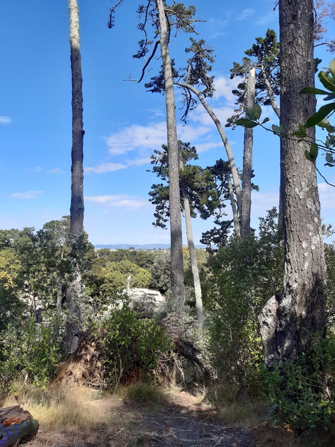 Regeneration works underway at Western Springs (2)