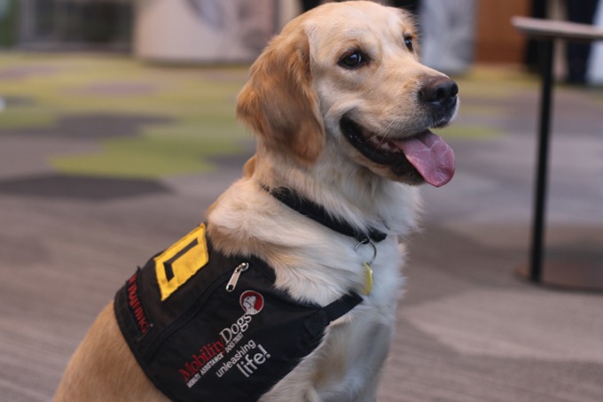 Maggie the Mobility Dog in training 2.JPG